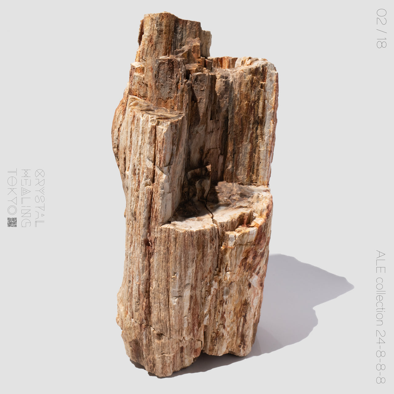 Petrified Wood